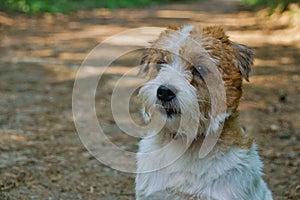 Hard haired pedigreed furry obedient sad Jack Russell Terrier view closeup on summer background looking  straight