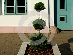 hard landscaping of stone planter detail with formally trimmed evergreen shrub photo
