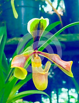 Hard-leaved Pocket Orchid Paphiopedilum micranthum commonly known as the Silver Slipper Orchid or Pocket Orchid. It blooms
