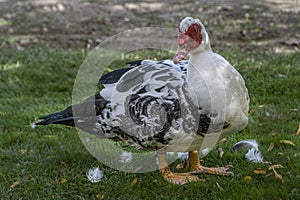 Hard look of a Muscovy Duck. Madrid`s community. Spain
