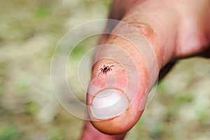 Hard mite, scale tick of family Ixodidae on human finger