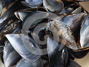 Hard mother-of-pearl mussel shells resistant crustaceans