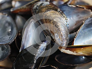 hard mother-of-pearl mussel shells resistant crustaceans