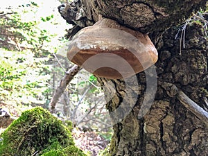 Hard mushroom type suitable for use as igniter in camps