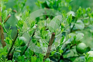 Hard pruning for neglected lime trees and put forth leave-buds