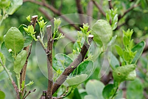 Hard pruning for neglected trees and put forth leave-buds