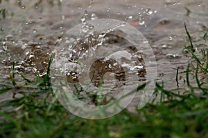 Hard Rain is falling in a puddle in the garden