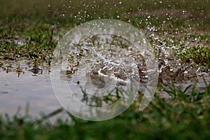 Hard Rain is falling in a puddle in the garden