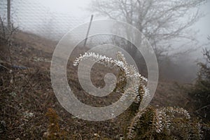 hard rime, frozen plants wonderland scenery. Fog and Mist background, frozen leaves and flowers. moisture forming ice
