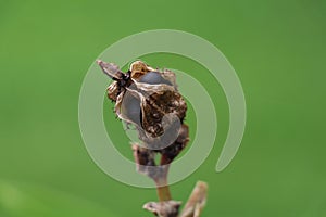 hard round black canna seeds showing inside a shriveled seedpod