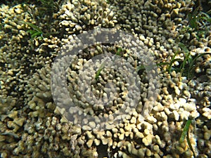 Hard sea corals in Indian ocean Maledives