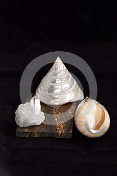 Hard shells and quartz stones photo