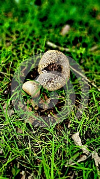 Hard-skinned puffballs Sclerodermataceae