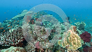 Hard and soft coral at rainbow reef on the somosomo strait