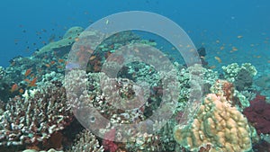 hard and soft coral at rainbow reef on the somosomo strait