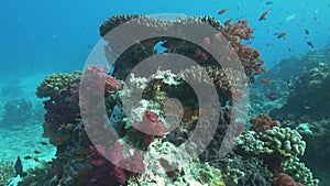 hard and soft corals growing on a section of rainbow reef in fiji