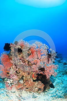 Hard and soft corals