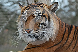 Hard stare tiger