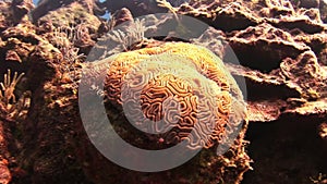 Hard stony corals on the seabed