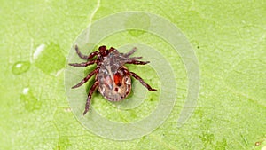 Hard tick crawling on a green leaf or blade of grass. Tick causing lyme desease and borreliosis.