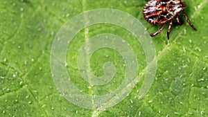 Hard tick crawling on a green leaf or blade of grass. Tick causing lyme desease and borreliosis.