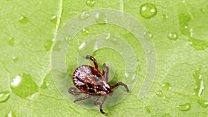 Hard tick crawling on a green leaf or blade of grass. Tick causing lyme desease and borreliosis.