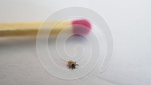 Hard tick crawls on white background near a match for comparison
