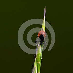 Hard tick sits on a blade of grass and waits