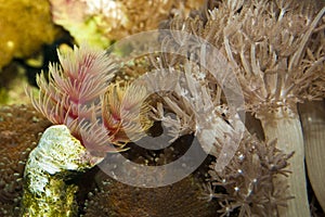 Hard Tube Worm, Protula Bispiralis