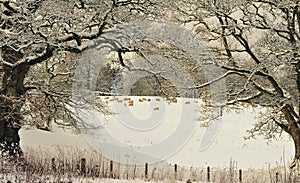 Hard winter grazing, Moffat, Scotland