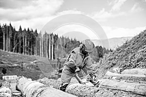 Hard wood working in forest. Lumberman work wirh chainsaw in the forest. Woodcutter lumberjack is man chainsaw tree