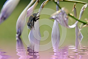 Hard worker bumblebee, Fairy tale character on a flower, mysticism,  illusion, Background image.