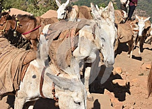 HARD WORKING ANIMAL- DONKY photo