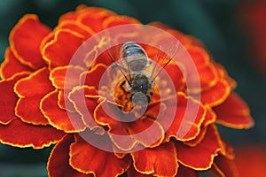 Hard-working bee collects nectar on a bright orange marigold flower in the summer garden.