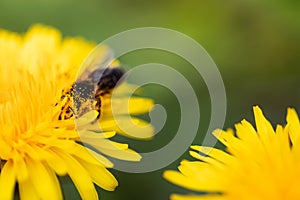 A hard working bee on a dandelion with blur green background