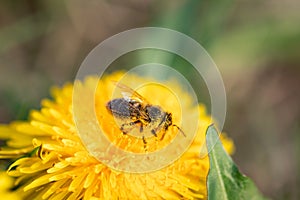 Hard working bee full of pollen on a dandelion