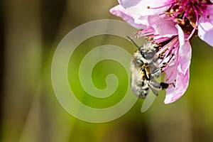 A hard working bee pollinating a ping flower in a spring