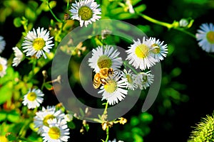 Hard working bee on the white flower in the forest.