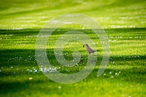 A hard-working bird on the grass