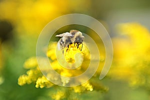 Hard-working Bumble-bee (Bee) on Yellow Flower