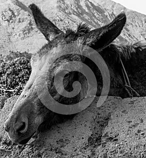 Hard-working donkey photo