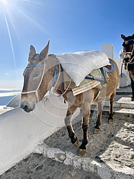 Hard Working Donkeys Travel Down the Endless Steps in Santorini Greece
