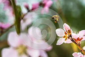 A hard working European honey bee pollinating a ping flower in a