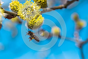 A hard working European honey bee pollinating a yellow flower in