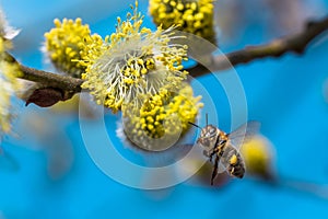 A hard working European honey bee pollinating a yellow flower in