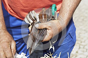 Hard working hands of the shearer