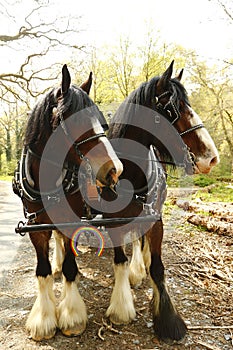 Pair of Shire horses harnessed together with the NHS rainbow colours on a horse shoe attached to their harness photo