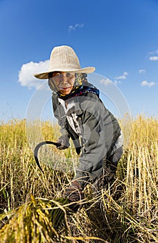 Hard working rice farmer