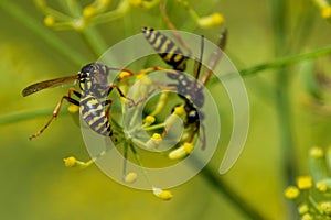 Hard-working wasps on a garden flower