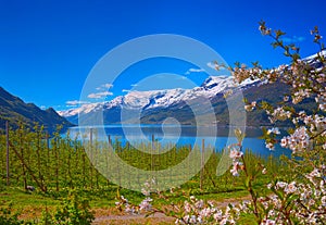 Hardanger fjord in Norway